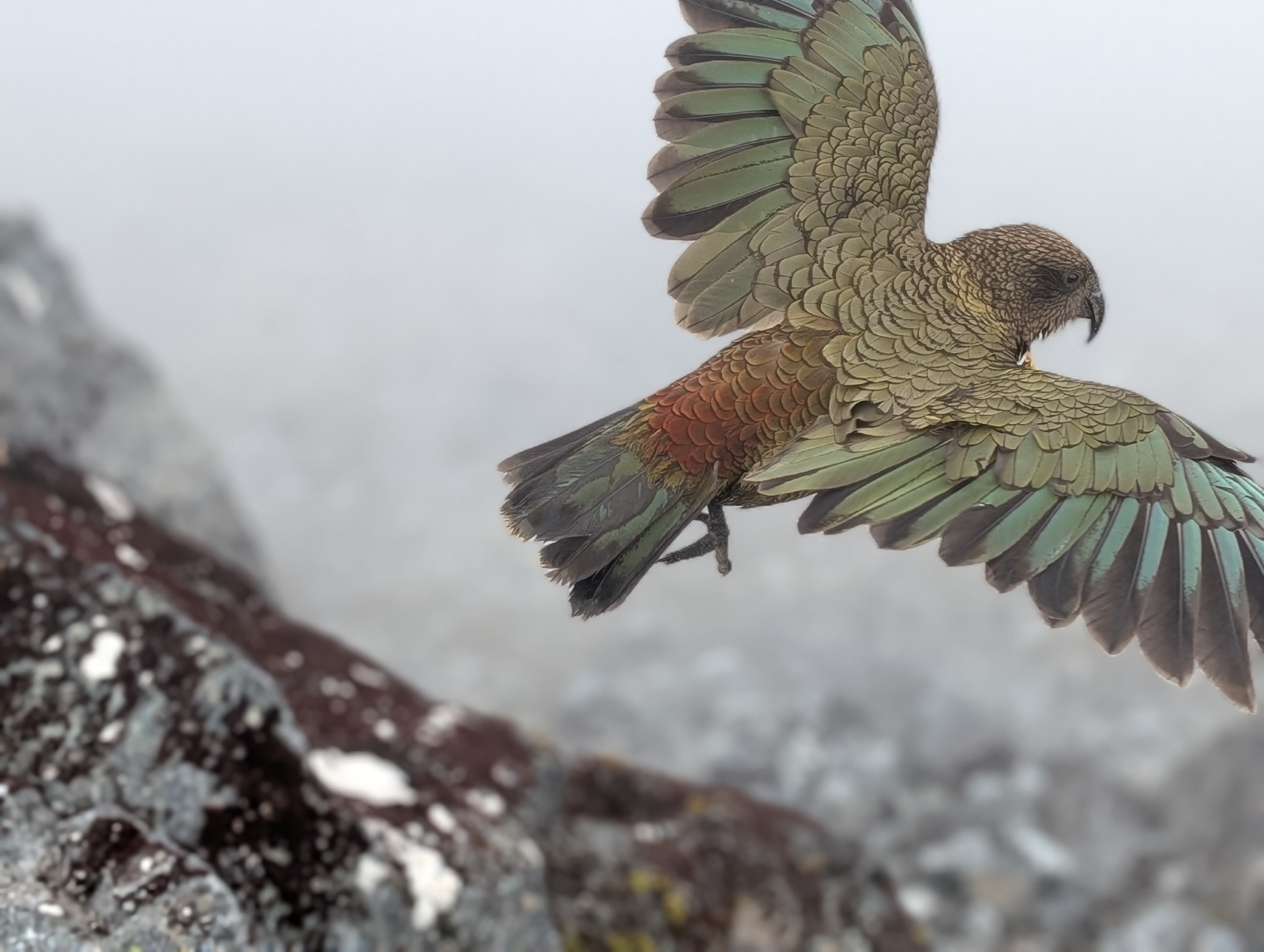 A kea bird with its wings spread, taking flight.
